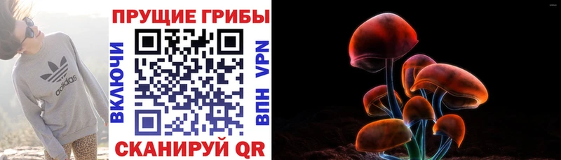 Псилоцибиновые грибы Psilocybine cubensis  закладки  Шуя 